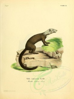 carnivores_mammals-00078 - Tayra or Tolomuco or Perico Ligero [2304x3074]