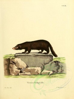 carnivores_mammals-00083 - White-Nosed Coati [2304x3074]