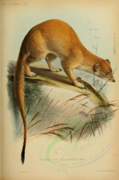 carnivores_mammals-00096 - Somali Slender Mongoose [2300x3455]
