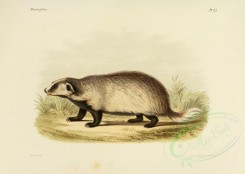 carnivores_mammals-00098 - Eurasian badger [3486x2479]