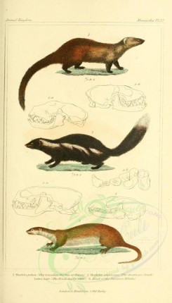 carnivores_mammals-00105 - Canadian Marten, Americn Skunk, Pondicherry Otter [1826x3199]