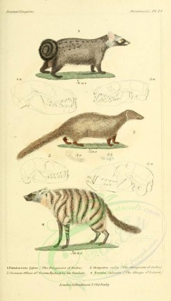 carnivores_mammals-00108 - Pougoune of India, Mangoose of India, Mangu of Laland [1826x3199]