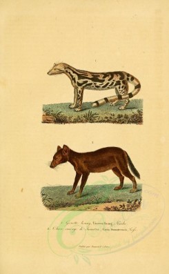 carnivores_mammals-00124 - Banded linsang, Wild Dog or Dhole [2316x3751]