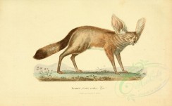 carnivores_mammals-00125 - Fennec fox [3742x2316]