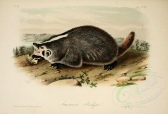 carnivores_mammals-00129 - American Badger [2859x1935]