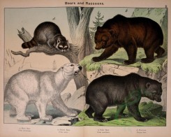 carnivores_mammals-00136 - Black Bear, Brown Bear, Polar Bear, Raccoon [3129x2505]