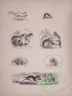 cassells_natural_history-00009 - 010-Rodents