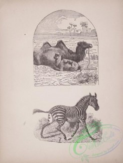 cassells_natural_history-00018 - 019-Camel, Zebra