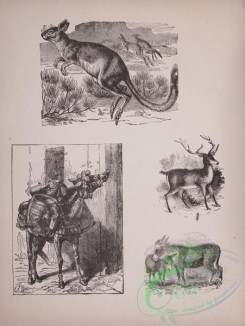 cassells_natural_history-00019 - 020-Jerboa, Donkey, Horse