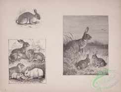 cassells_natural_history-00030 - 031-Rabbits, Hares