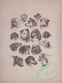 cassells_natural_history-00037 - 038-Dogs