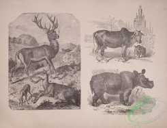 cassells_natural_history-00042 - 043-Deers, Rhinoceros, Cow