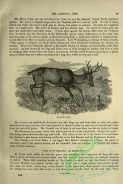 cassells_natural_history-00092 - 049-Guazuti Deer