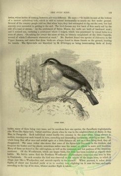cassells_natural_history-00286 - 049-Oven Bird