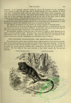 cassells_natural_history-00367 - 132-Iguana