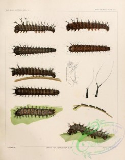 caterpillars-00038 - 020