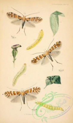 caterpillars-00114 - 096