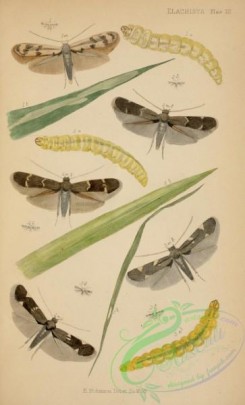 caterpillars-00124 - 106