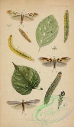 caterpillars-00141 - 123