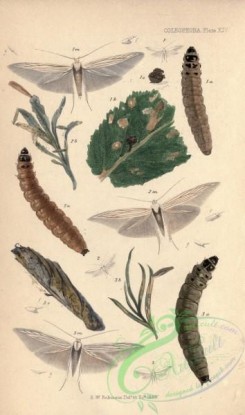 caterpillars-00151 - 133