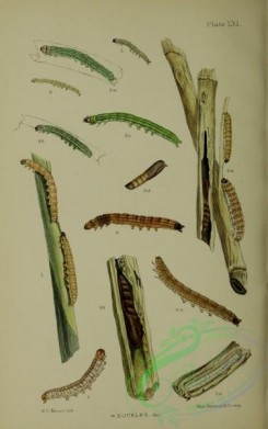 caterpillars-00256 - 008