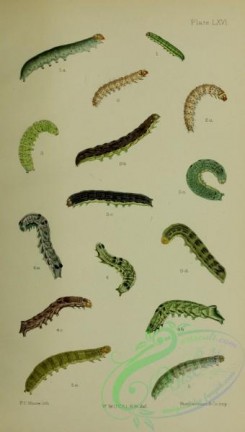 caterpillars-00261 - 013