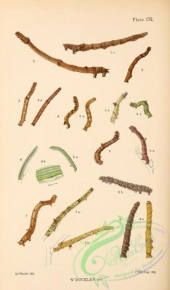 caterpillars-00299 - 051