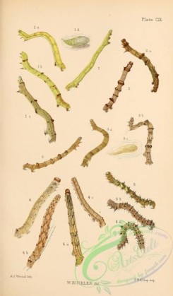caterpillars-00302 - 054