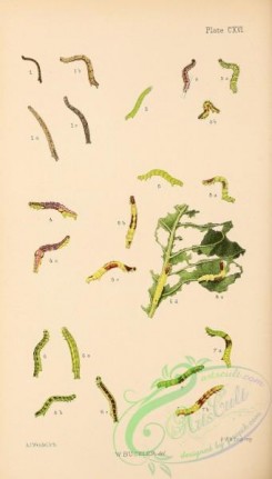 caterpillars-00309 - 061