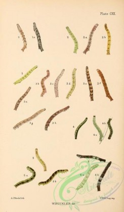 caterpillars-00313 - 065