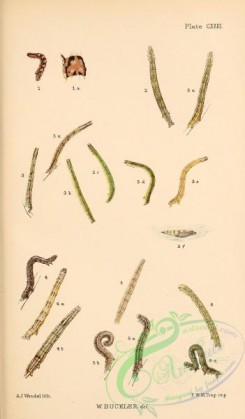 caterpillars-00316 - 068