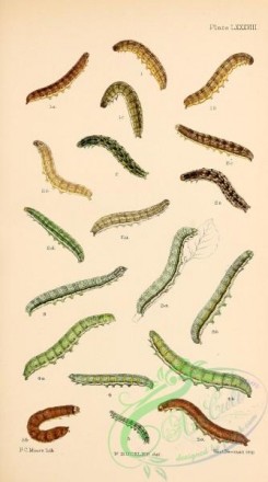 caterpillars-00341 - 093