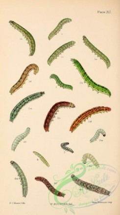 caterpillars-00343 - 095