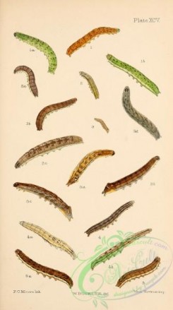 caterpillars-00348 - 100