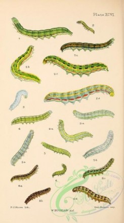 caterpillars-00349 - 101