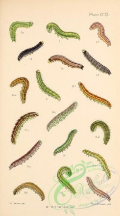 caterpillars-00352 - 104