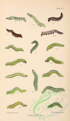 caterpillars-00355 - 107