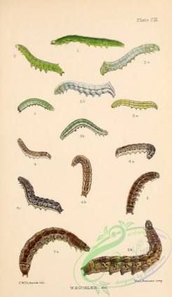 caterpillars-00356 - 108