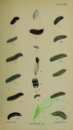 caterpillars-00360 - 112