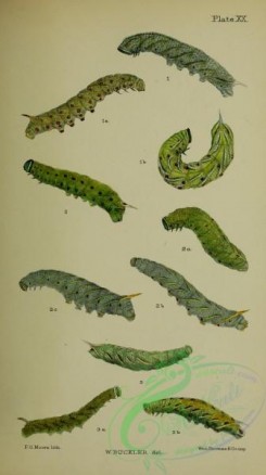 caterpillars-00361 - 113