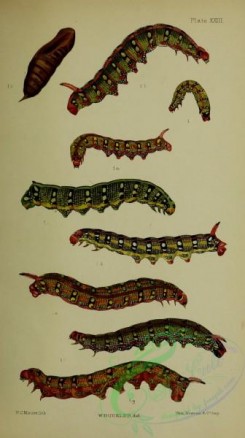 caterpillars-00364 - 116