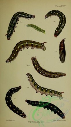 caterpillars-00365 - 117