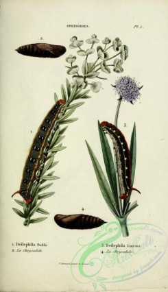caterpillars-00418 - 170