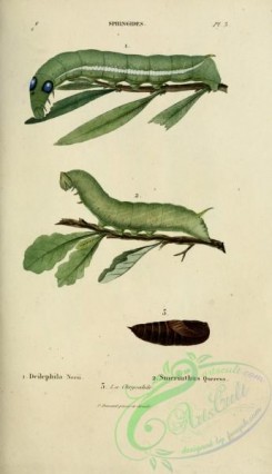 caterpillars-00423 - 175