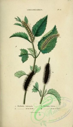 caterpillars-00437 - 189