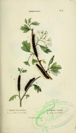 caterpillars-00440 - 192