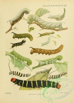 caterpillars-00541 - 018