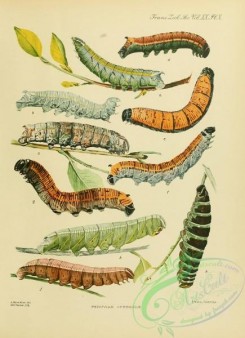 caterpillars-00543 - 020