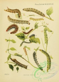 caterpillars-00547 - 024