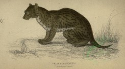 cats-00013 - Himalayan Serval [3474x1928]